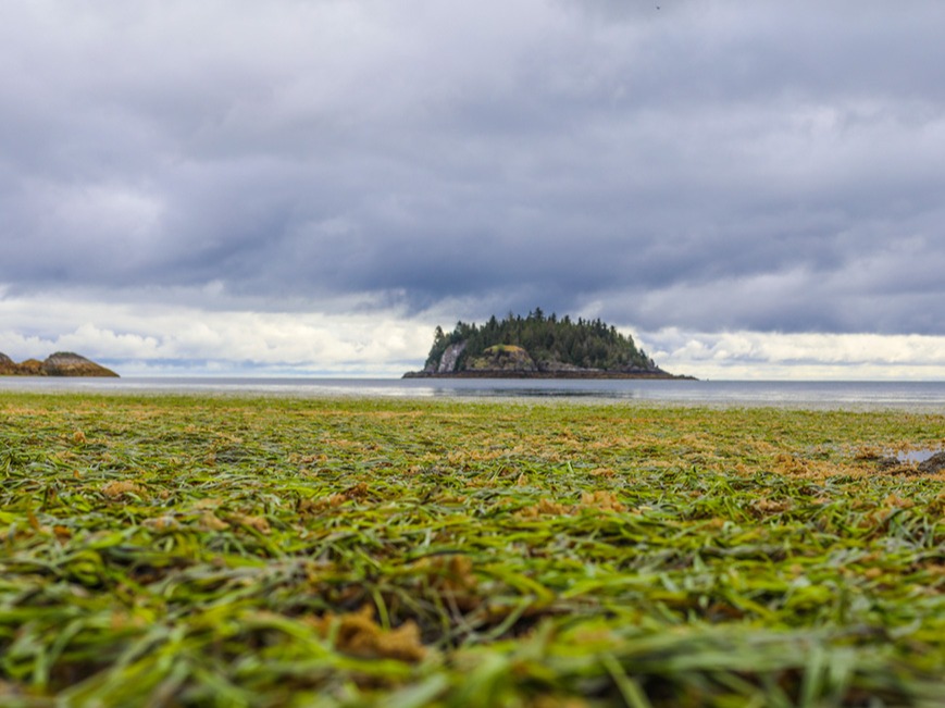 Haida Gwaii Field School Coast